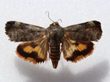 Hyblaea puera